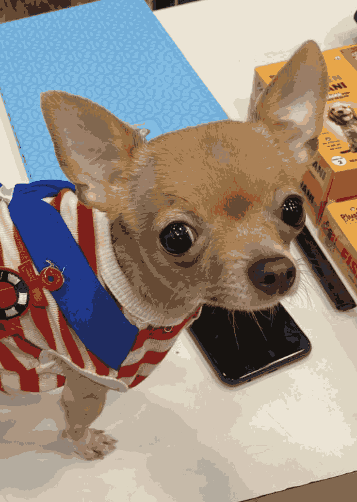 Pixi — Chihuahua · 2 years